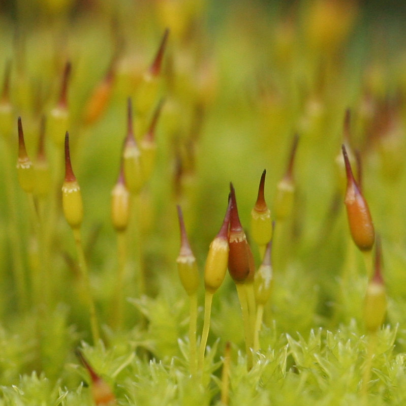 Racomitrium canescens subsp. canescens